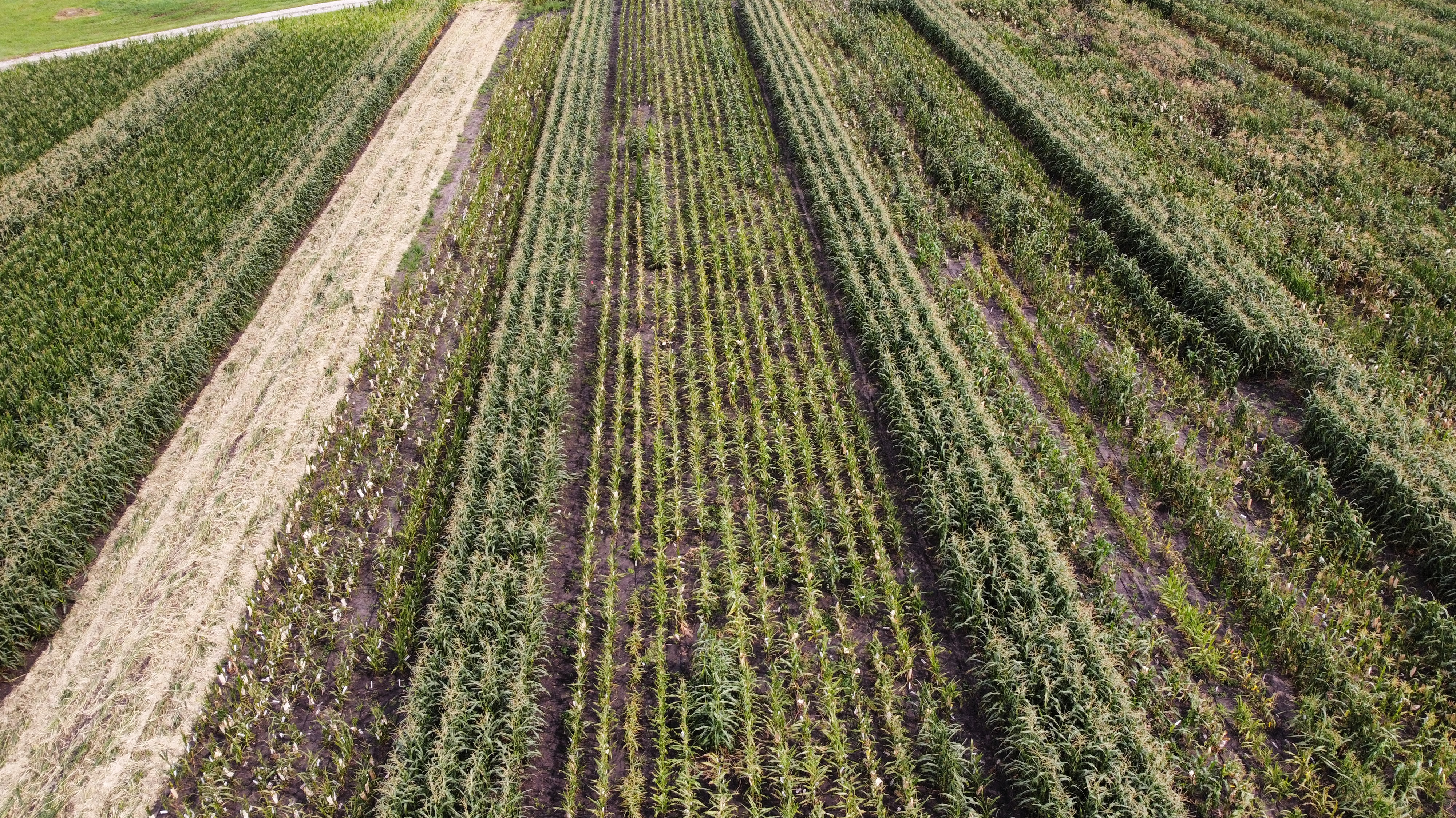 CYAN pure line production